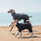 PAWBOSE Regenmantel Hund mit Geschirr Wasserdicht für Kleine, Mittlere und Große Hunde, Reflektierender Regenfester Hunderegenjacke für Sommer, Schöne Hübsche Hundekleidung, 4 Beine, Grau, XL