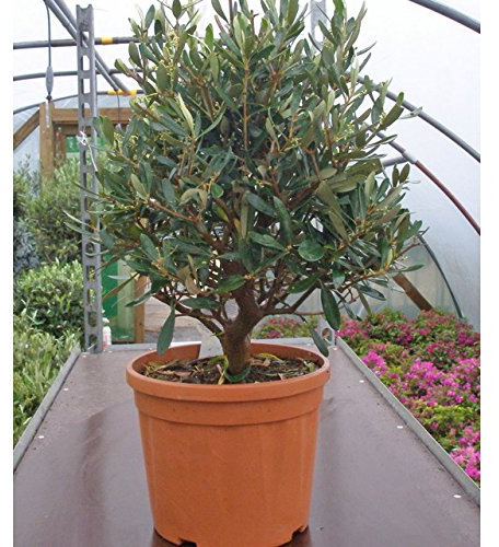 Olea europaea / Olive Tree Bush : 1.5L Pot : 20-30cm High (exc pot)