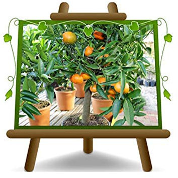 EURO PLANTS VIVAI Agrumi Clementine – Citrus Clementina - Pianta da Frutto su Vaso ø 22 cm - Altezza 60~80 cm