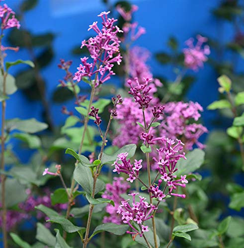 Edelflieder Bloomerang® Dark Purple 100-125cm - Syringa - lebende Gartenpflanze aus den Baumschulen