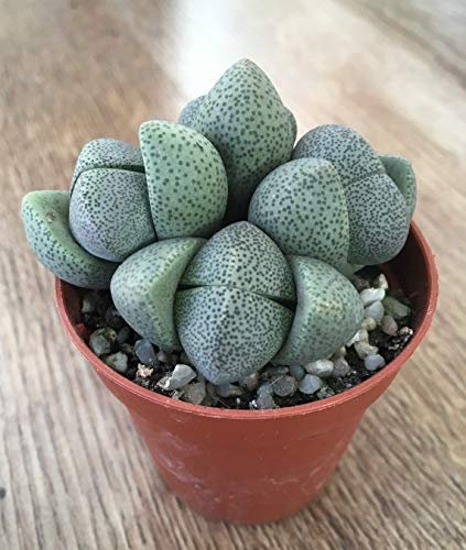 Portal Cool Pleiosos Nelii | Lebende Steine ?? | Mesembs Sukkulente | 6cm Töpfe