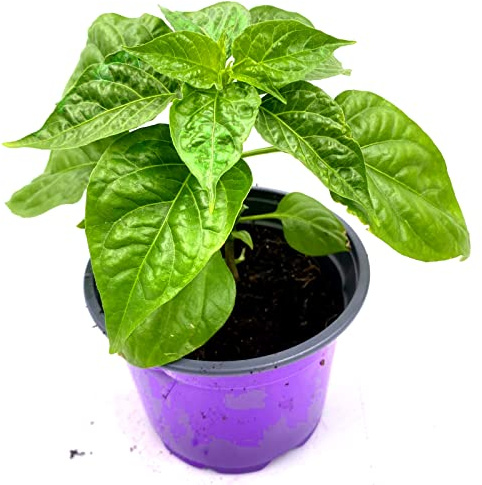 Habanero Chili Calita Red Chili Pflanze 3er-Set