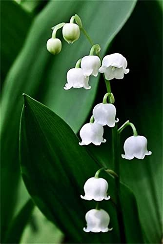 Maiglöckchen – Convallaria Majalis) Blumenzwiebeln für Frühlingsblüte: Nur Samen im Paket