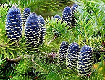 Abies Samen, koreanische Tanne, Nordmannstanne (Weihnachtsbaum, Conifer) Samen Baum. Haus-Garten Bonsaipflanzen und Blumen-Samen 100 PC-10