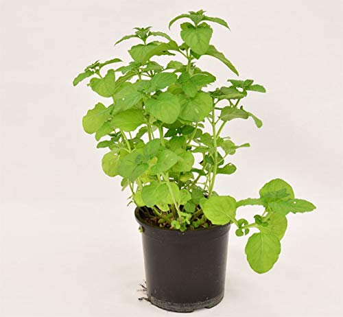 Pianta Menta Ghiaccio Vaso 7cm