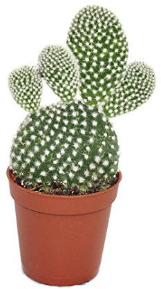 Exotenherz - Opuntia microdasys albata - weisstachliger Ohrenkaktus - im 5,5cm Topf