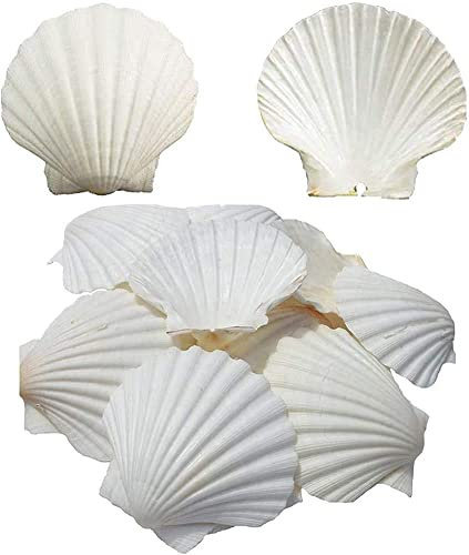 Coquilles de cuisson - Grandes coquilles blanches naturelles - De mer - Pour loisirs créatifs - 10,2 à 12,7 cm