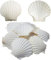 Coquilles de cuisson - Grandes coquilles blanches naturelles - De mer - Pour loisirs créatifs - 10,2 à 12,7 cm
