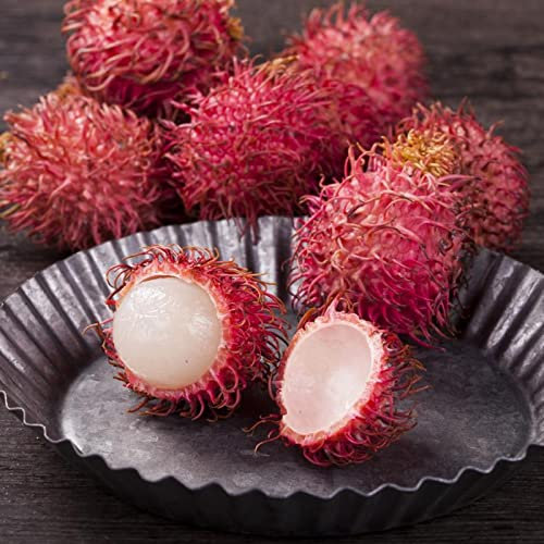 Somerway Fruchtsamen zum Pflanzen, nährstoffreiche Früchte, gentechnikfreie, mehrjährige Blumensamen für den Garten, 20 Stück Rambutan-Samen