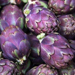 25 Graines Artichaut Violet