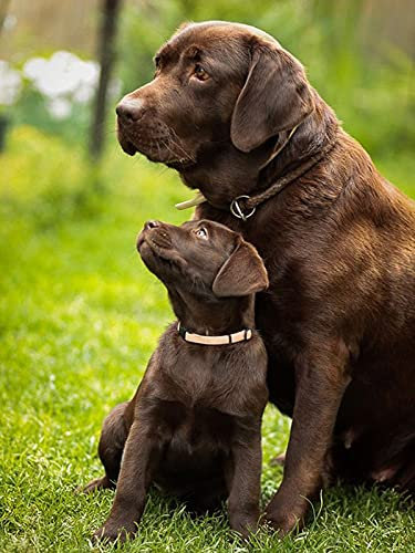 VAKUUM 5D Diamond Painting_Süßes Labrador-Welpentier_Diamant Painting Set_Runde Steinchen__Rahmenlos30*40CM