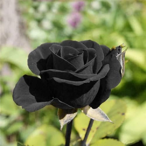 100 semi di rosa nera