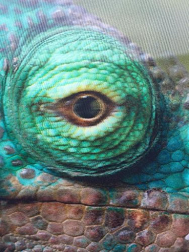 3D Postkarte Auge eines Parsons Chamäleon