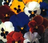 Just Seed - Flower - Pansy - Swiss Giants Mixed - 400 Seeds