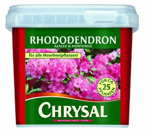 Rhododendron und hortensie