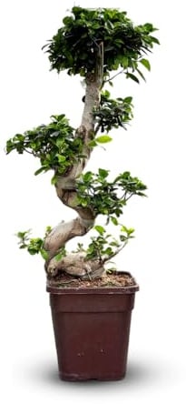 Attitude Jardin - Ficus ginseng - bonsai du débutant - ficus microcarpa - 80-90 cm - ⌀ 25 cm - plante d'intérieur