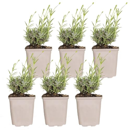 Bloomique - 6er-Set - Lavandula Angustifolia Hidcote - Echter Lavendel - Lavendelpflanze - Winterhart - Höhe 10-20 cm - Topf 9x9 cm