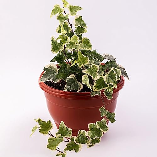 200 pezzi di semi di edera, copertura del terreno, edera, Ivy Vines, piante rampicanti resistenti all'inverno, piante decorative (Hedera Nepalensis), piante da parete, balconi, piante rampicanti