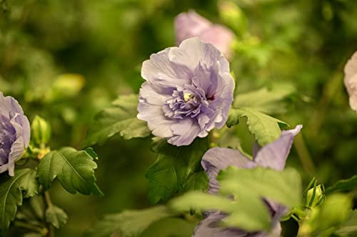 Hibiscus syriacus 'Lavender Chiffon' 150-175 cm - Gartenhibiskus, lavendelfarbene Blüten, Blütezeit Juli-Oktober, ideal für Hecken, pflegeleicht und winterhart