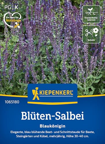 Kiepenkerl Blüten-Salbeisamen Blaukönigin 1065180 - mehrjährige, elegante, sowie blau blühende Beet- und Schnittstaude - Pflanzen, Blumensamen, Saatgut