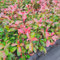 Photinia Red Robin, 10 piante alte 40/60 cm, vaso Ø12