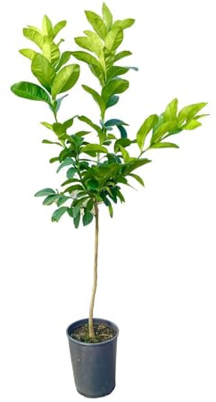 Pianta di Limone Interdonato - Immagine reale