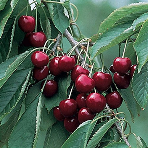 CILIEGIO SIMILE-PRUNUS AVIUM- 'FERROVIA' - albero da frutto da esterno pianta vera