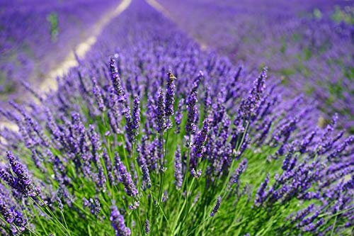 Lavender: Hidcote (Lavandula angustifolia 'Hidcote') 9cm Potted Plant