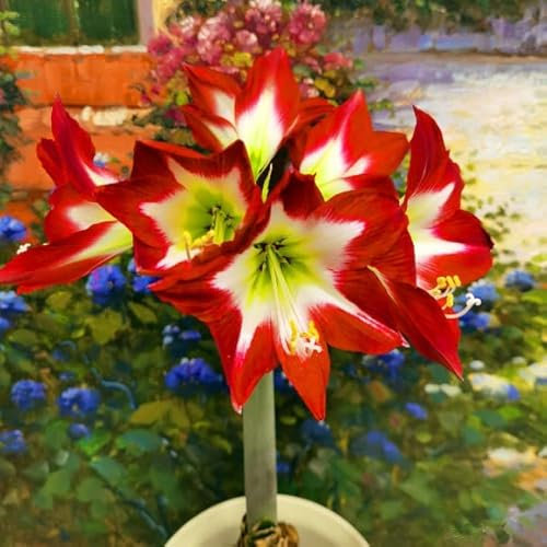 2 Banshee Amaryllis Zwiebel Steckzwiebeln Kaufen Weihnachten Amaryllis Zwiebeln Winterhart Mehrjährig Winterharte Pflanzen Für Garten Balkon Winterharte Pflanzen Zierblumen Hydroponik Blumenzwiebeln
