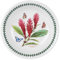 Portmeirion EG45740 Exotic Botanic Garden Pasta Bowl, Set with 6 Assorted Motifs, Ceramic, Multicolor