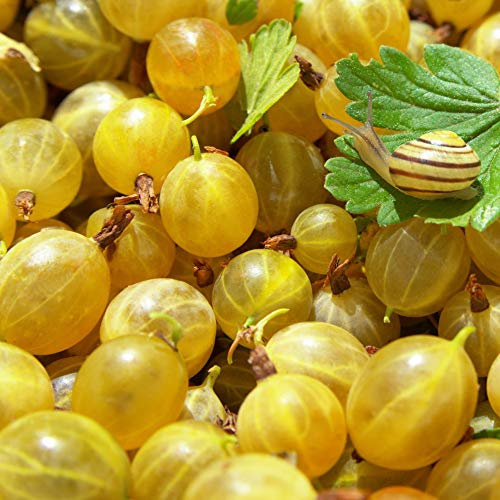 Gooseberry Hardy Fruit Bush Garden Plant for Patio & Kitchen Gardens, Producing High Yield of Sweet Edible Summer Berries, 1 x Gooseberry Hinnonmaki Yellow in 3L Pot by Thompson & Morgan