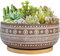 Thirtypot Maceta de Terracota para suculentas de 8 Pulgadas con Agujero de Drenaje y Bandeja de bambú, Maceta Redonda y Poco Profunda para bonsái marrón para Plantas de Interior