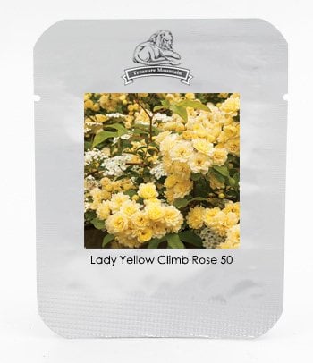 Huifang New Fresh 50 Stück Gelbe Kletterrose Blumensamen