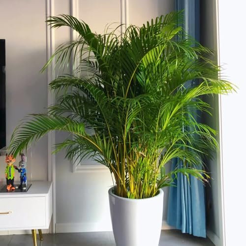 goldfruchtpalme samen - wohnzimmer pflanzen pflanzen züchten zimmerpflanzen samen deko wohnzimmer steingartenpflanzen winterhart extrem winterharte kübelpflanzen winterharte 75pcs