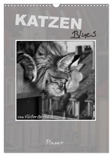Katzen Blues/Planer (Wandkalender 2026 DIN A3 hoch), CALVENDO Monatskalender: Norwegische Waldkatzen - über den Dächern von Münster (CALVENDO Tiere)