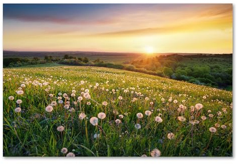 Postereck - 3768 - Pusteblumen, Feld Sonne Natur Landschaft Wiese - Wandposter Fotoposter Bilder Wandbild Wandbilder - Poster - 4:3-40,0 cm x 30,0 cm