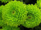 Ponak Neue 100pcs Chrysanthemen-Blumensamen grün
