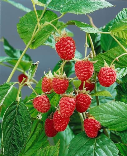 Rubus idaeus 'Heritage' 40–60 cm – Winterhart, Mehrjährig, Pflegeleicht – Himbeere – Beerenstrauch für Garten & Balkon