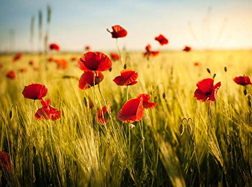 wandmotiv24 Papiers peints Champ de blé et coquelicots Größe: 350 x 260 cm Papier peint à motifs, papier peint intissé KTk398