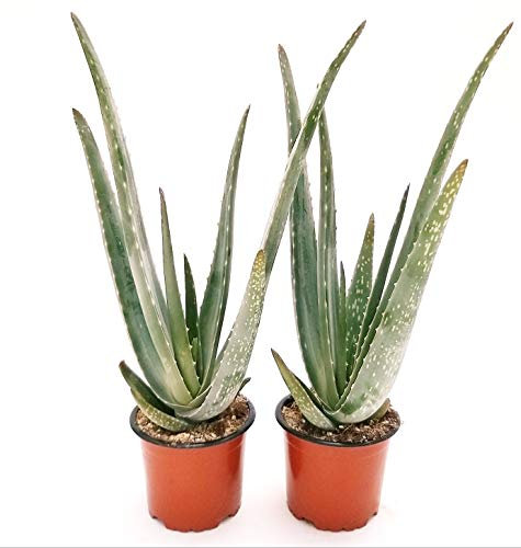 POWERS TO FLOWERS - ALOE VERA 3 ANNI, 2 PIANTE, Piante vere
