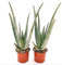 POWERS TO FLOWERS - ALOE VERA 3 ANNI, 2 PIANTE, Piante vere