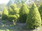 Buxus sempervirens arborescens - Hoher Buchsbaum