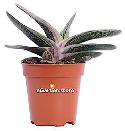 Pianta di Gasteria Batesiana pianta grassa pianta da interno ed esterno pianta succulenta pianta ornamentale di Gasteria pianta da arredo pianta vera venduta a eGarden.store