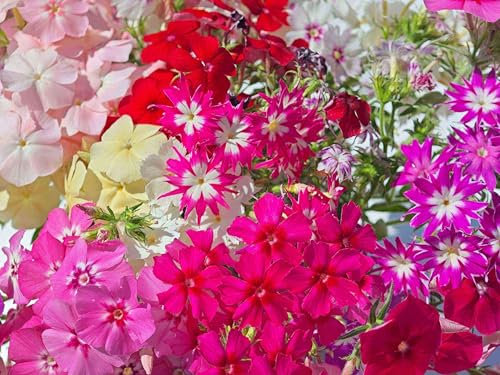 Phlox Flower Seed Mix, 100 Seeds – Perennial Flower Gardening Home Garden Flower Seeds
