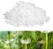100PCS Plant Support Clips, Plant Fixing Clips Tomato Clips Plant Clips for Climbing Plants, Garden Clips Plant Support Clips Plant Vine Clips Plant Support Garden Clips Vine Fixing Clip (White)