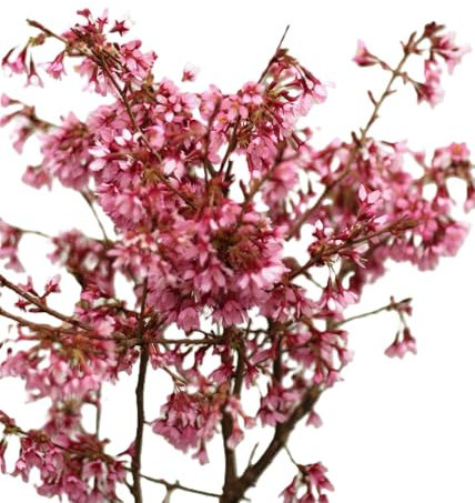 Zierkirsche Prunus Okame 100-125 cm winterhart