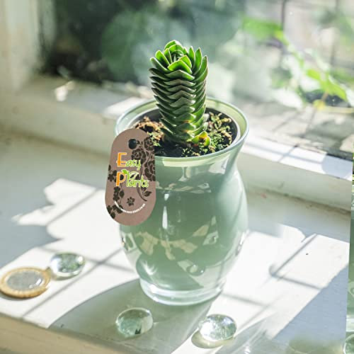 Insolito Crassula Buddha Temple Impianto di casa succulenta in vaso di vetro color giada da 6 cm
