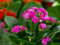 100 graines de fleurs de Kalanchoe rose