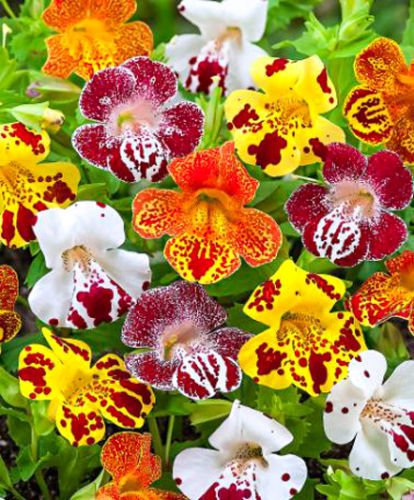 7,000 Mimulus hybridus x Grandiflorus Mixture - Tigrinus Flower Seeds by Pretty Wild Seeds