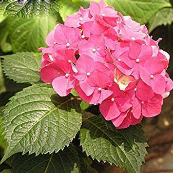 Potseed Hortensien, 10 Stück, rote Rosen, Halbbalkon, Hortensien, MakrophyllaPlant Fiore